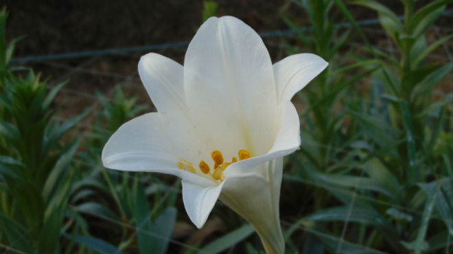 Mỗi năm một vụ hoa loa kèn, người chơi thêm một lựa chọn thanh khiết trong muôn vàn loài hoa sắc trắng, đẹp nhẹ nhàng mà khó bỏ qua. Ảnh Lao Động