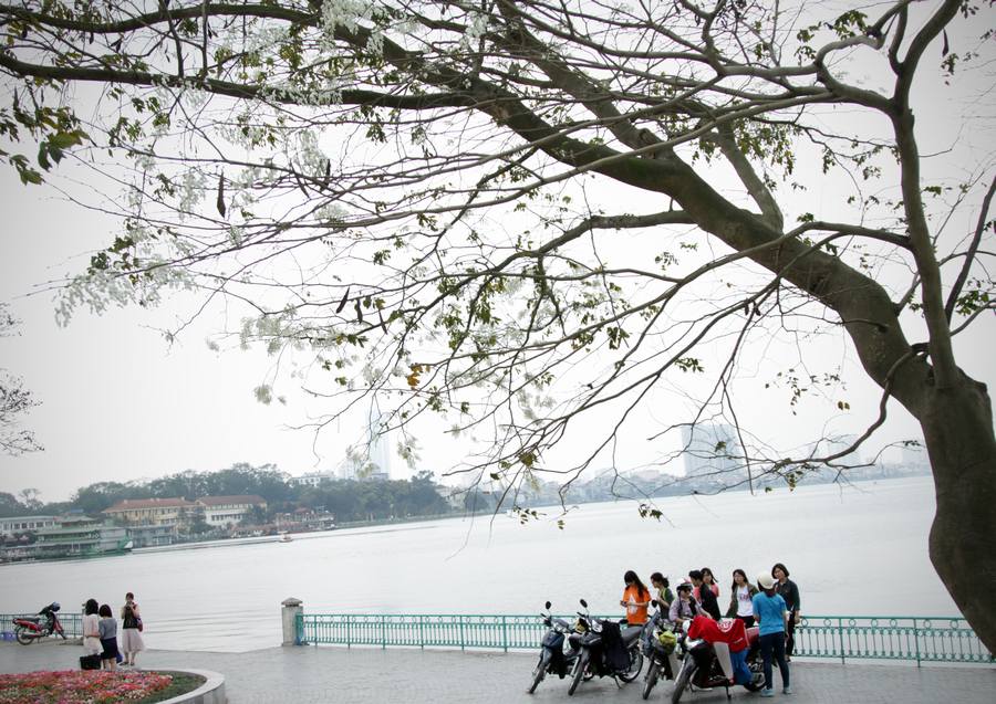 Đường Thanh Niên nhìn ra Hồ Tây là địa điểm hoa sưa thu hút nhiều bạn trẻ đến chụp hình. Ảnh Laodong