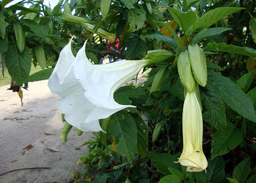 Cà độc dược cảnh có tên khoa học Brugmansia suaveolens. Cây có nguồn gốc ở Mexico và Peru và được trồng làm cảnh phổ biến ở nhiều vùng miền Việt Nam. Một số địa phương gọi cây này là hoa loa kèn. Theo các chuyên gia, cây có độc tố gây ảo giác, mất trí nhớ hoặc mất tri giác tạm 