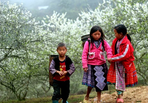 Trẻ em người Mông lững thững đi bộ hay dạo chơi trong không gian phủ đầy hoa mận - Ảnh: Phan Hậu