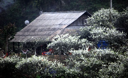 Những mái nhà người dân Mộc Châu ẩn hiện giữa rừng hoa mận trắng. Ảnh: Phan Hậu