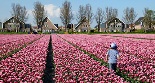 Chị Lips Phạm (mẹ Việt Hà) chia sẻ bé thường rong ruổi theo mẹ đi khắp cánh đồng hoa tulips trong làng để chụp những khoảnh khắc đẹp, lưu giữ tuổi thơ và học cách yêu thiên nhiên. 