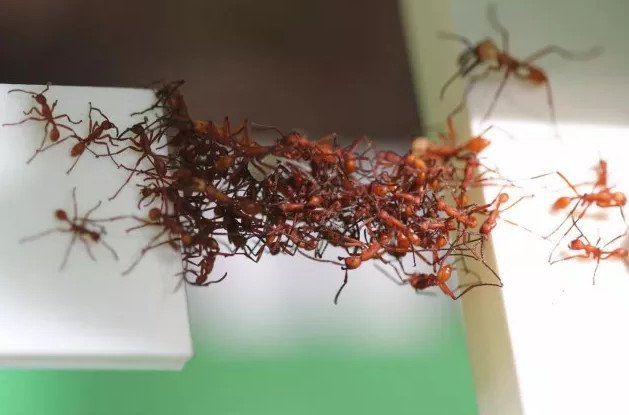 5 Bài học từ loài kiến về 'cách tồn tại tốt nhất trong cuộc đời' nếu bạn yếu ớt 5 Bài học từ loài kiến về 'cách tồn tại tốt nhất trong cuộc đời' nếu bạn yếu ớt