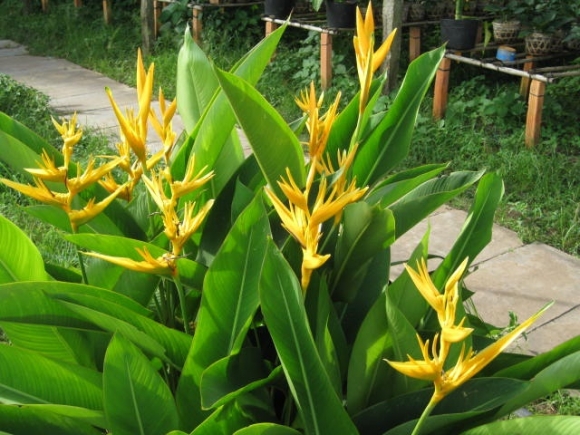 Cây độc: Không nên đứng lâu cạnh hoa thiên điểu, lý do sẽ khiến bạn giật mình Cây độc: Không nên đứng lâu cạnh hoa thiên điểu, lý do sẽ khiến bạn giật mình