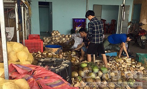 Quảng Nam: Phát hiện cơ sở sử dụng chất tẩy không rõ nguồn gốc để ngâm ủ, tẩy trắng vỏ dừa