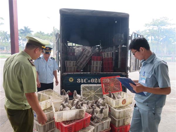 Quảng Ninh: Bắt giữ 945 con chim bồ câu và 1.100 hộp kem ủ dưỡng tóc nhập lậu
