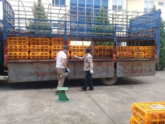 Cao Bằng: Lực lượng Hải quan bắt giữ hơn 1 tấn gia cầm, xúc xích có nguồn gốc Trung Quốc Cao Bằng: Lực lượng Hải quan bắt giữ hơn 1 tấn gia cầm, xúc xích có nguồn gốc Trung Quốc