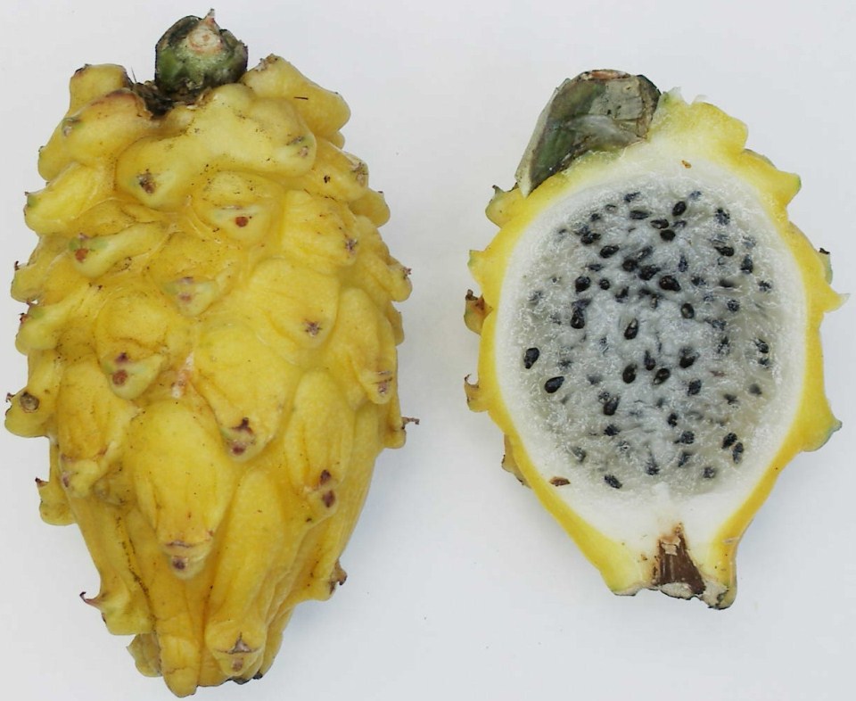 Loại trái cây này có nguồn gốc từ châu Mỹ, nhưng lại được trồng nhiều nhất ở các quốc gia Đông Nam Á, trong đó có Việt Nam, kể từ khi nó được giới thiệu qua các thương nhân châu Âu.