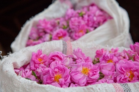 Kem dưỡng ẩm da mặt tốt nhất 2014 của Dr. Hauschla với chiết xuất hoa tầm xuân và hoa hồng