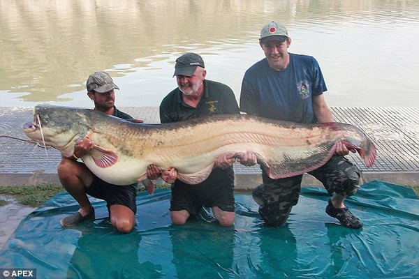 Con cá nhám khổng lồ này đã được thả lại môi trường thiên nhiên
