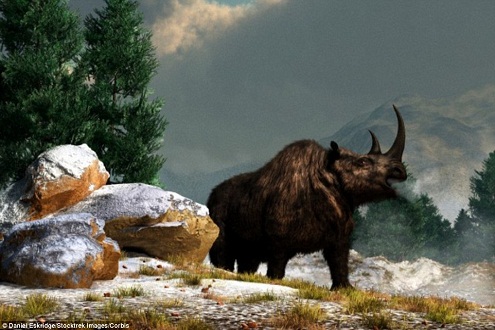 Loài tê giác lông mịn này được coi là xuất hiện ở kỷ nguyên Pleistocene