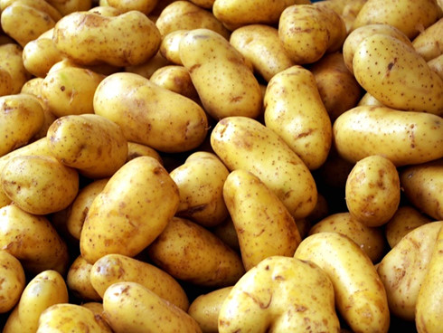 người tiêu dùng nên chọn những củ khoai tây sạch, tươi ngon, không biến đổi màu sắc tránh bị ngộ độc.