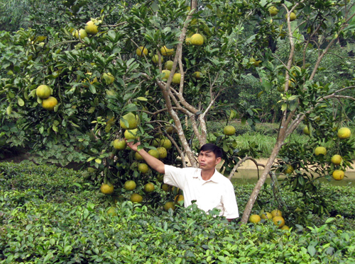 Kĩ thuật trồng cây bưởi Đoan Hùng không khó, cho thu nhập cao