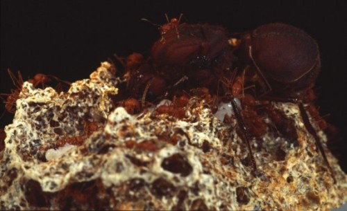 Kiến Attine làm nông nghiệp bằng cách trồng nấm. Các con kiến thậm chí còn sử dụng các loại 'thuốc trừ sâu' đặc biệt của chúng để chống ký sinh trùng làm ảnh hưởng đến vụ mùa.