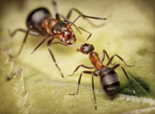 Thế giới loài kiến cũng tồn tại các cuộc chiến tranh khốc liệt. Khi xảy ra chiến tranh, kiến biết chiến đấu theo các chiến thuật khác nhau dựa trên tình trạng đe dọa cụ thể. Loài kiến thậm chí có thể gây rối loạn tín hiệu hóa học, khiến cho đối phương nhầm lẫn và tự tấn công nhau.