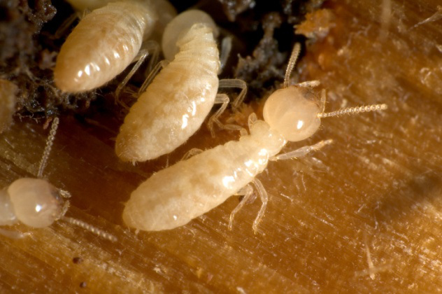Loài kiến giết người hàng loạt (Crematogaster Striatula) có thể tiết ra một chất độc cực mạnh khiến lũ mối chết hàng loạt. Chúng sử dụng chiêu phát tán chất độc vào không khí, thay vì tiêm nọc độc trực tiếp vào con mồi.