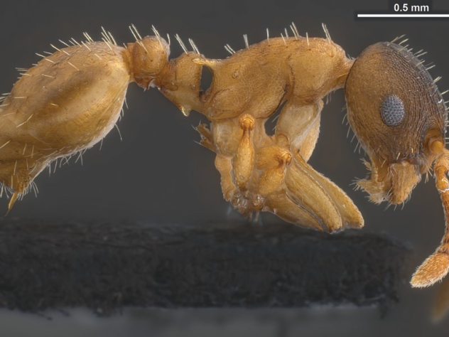 Loài kiến tàng hình (Temnothorax Pilagens) không có kiến thợ nên chúng đi ăn cướp ấu trùng của loài kiến khác để biến chúng thành nô lệ, phục vụ cho mình. Các nhà khoa học cho rằng loài kiến này có khả năng tiết ra một chất giúp chúng 