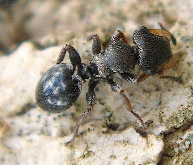 Loài kiến trùm đột nhập (Cephalotes Specularis) còn có tên gọi là kiến gương mai rùa, có khả năng đột nhập và bắt trước kẻ thù từ cách di chuyển cho đến hành động, tuy nhiên không được phép gần gũi kẻ địch mặc dù chúng đang rất gần với kẻ thù và ăn cắp thức ăn của kẻ khác. 