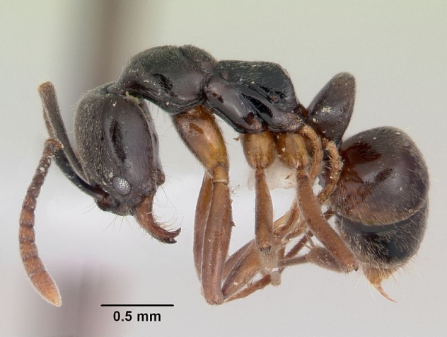 Kiến kim (Pachycondyla Chinensis) là loài kiến khiến một trong những loài kiến đông đảo nhất thế giới là kiến Argentina phải 'ngả mũ chào thua'.