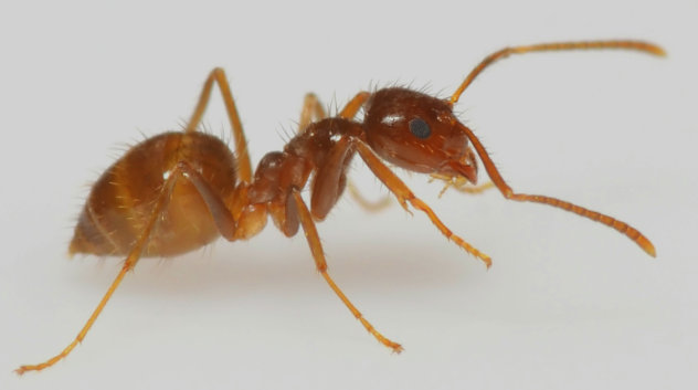 Một trong những loài kiến lạ nhất trên thế giới là kiến điên Tawny (Nylanderia Fulva). Sở dĩ loài này bị gọi vậy là do nó có khả năng giết chết nhiều sinh vật có kích thước lớn hơn mình rất nhiều.