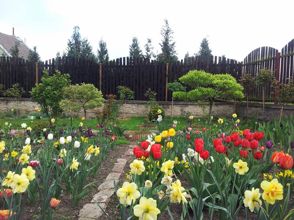 khu vườn với hơn 40 gốc hoa hồng của mẹ Việt ở Séc