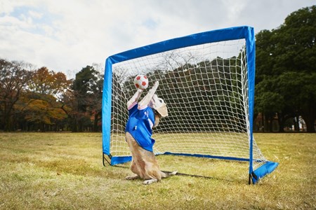 Ngày 22/3/2015, chú chó Purin 9 tuổi đến từ Nhật Bản đã lập kỷ lục Guiness vì khả năng bắt bóng tốt nhất. Mỗi phút chú có thể dùng hai chân trước bắt được 14 quả bóng. Kỷ lục trước đó là 11 quả/phút.