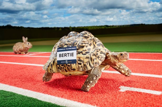 Chú rùa báo Bertie đến từ Nam Phi đã lập kỷ lục thế giới với tốc độ chạy 0,28m/s. Đây được cho là tốc độ nhanh nhất trong thế giới loài rùa, tức là nhanh gấp đôi so với đồng loại của Bertie, phá kỷ lục từng lập được của một cụ rùa năm 1977. Tốc độ trên có thể giúp Bertie 