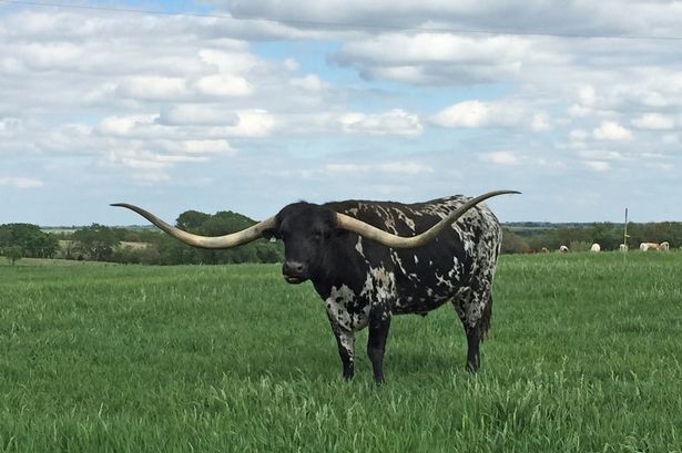 Kỷ lục chú bò có sừng dài nhất thế giới 293,8 cm thuộc về chú bò đực có tên Lazy J's Bluegrass thuộc trang trại Arrowhead ở Oklahoma, Mỹ. Kỷ lục trên của bò Lazy vượt hơn 5cm cho với 
