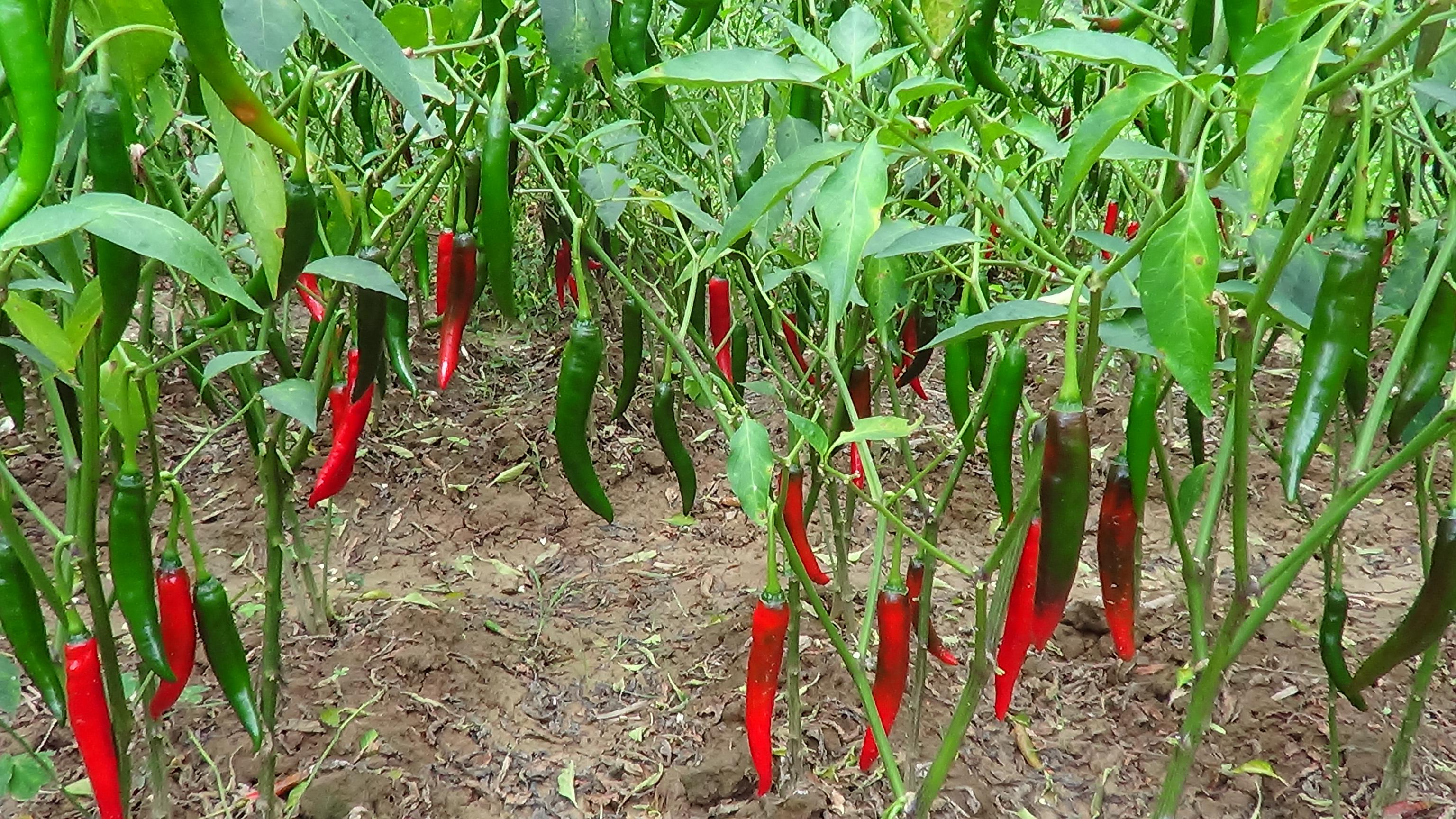 để tăng năng suất cây ớt, ngoài các yếu tố như giống, thời tiết khi hậu…, nhà nông cần nắm vững kỹ thuật bón phân