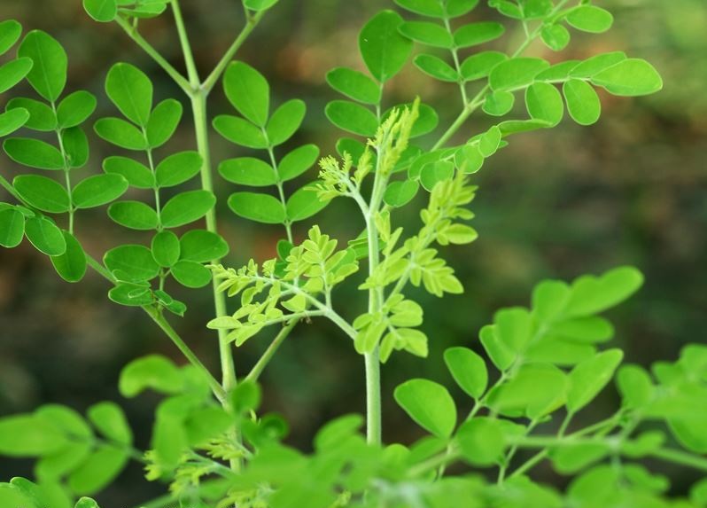Lá của loài cây này được dùng làm thuốc
