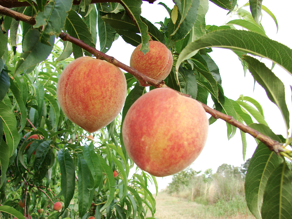 Kỹ thuật trồng cây đào ăn quả đúng cách sẽ cho quả to, căng mọng và sai quả