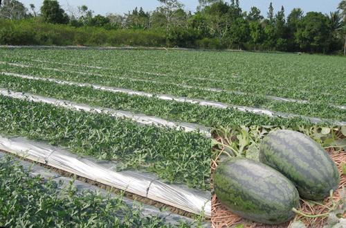 Chọn đất trồng là một khâu quan trọng trong kỹ thuật trồng cây dưa hấu