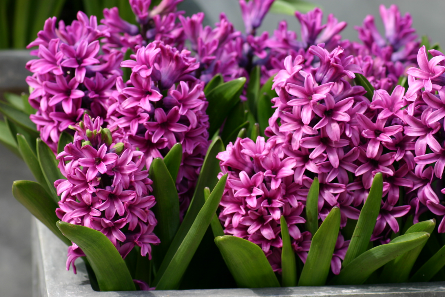 Với kỹ thuật trồng hoa đơn giản, dạ lan hương được nhân rộng với nhiều màu sắc khác nhau