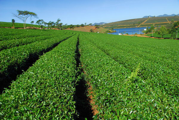 Cần nắm vững kỹ thuật trồng trà xanh để có thể tự trồng tại nhà