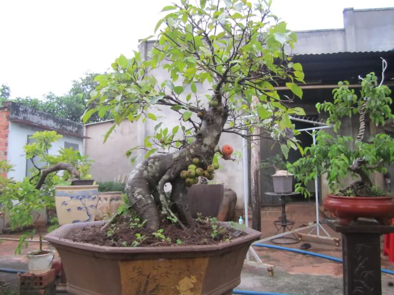 Kỹ thuật trồng cây sung bonsai lá nhỏ đẹp cũng rất dễ dàng