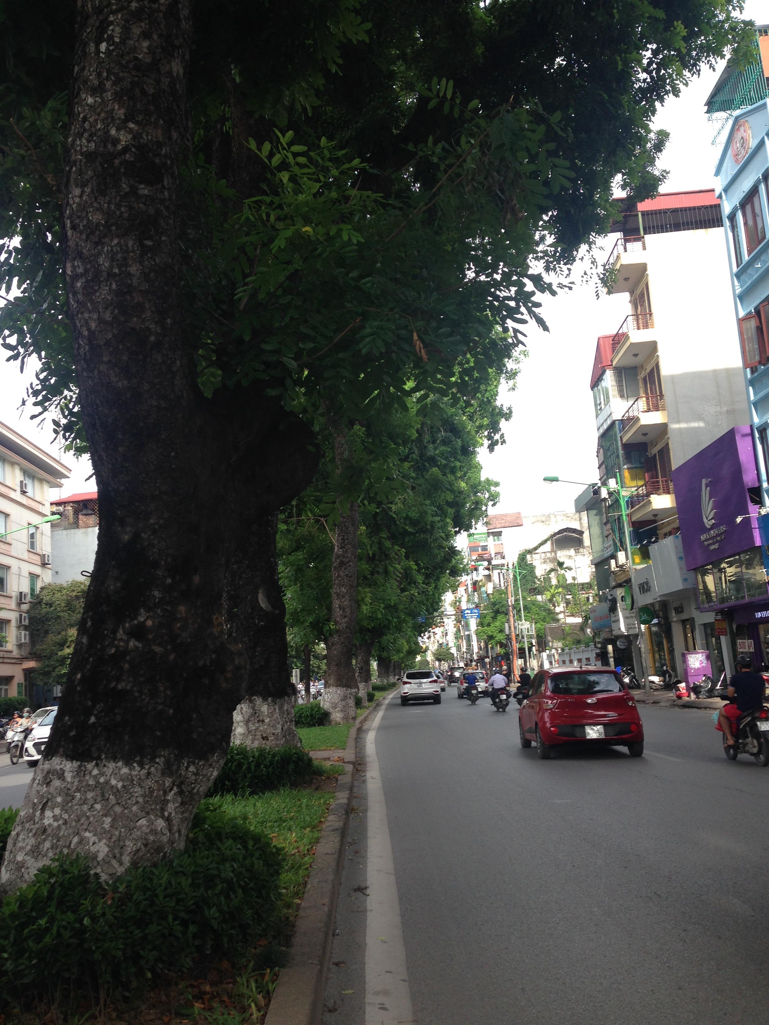 Những cây xà cừ sừng sững trên đường Kim Mã mấy chục năm nay đã in vào tâm trí của nhiều người