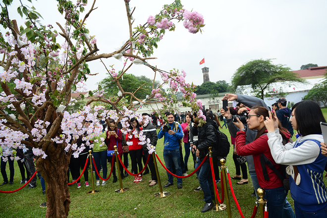 Tại lễ hội hoa anh đào năm nay, bên cạnh việc đặt và trang trí các cây sakura thật như những năm trước, còn có khu vực dành riêng cho những bạn thích chụp ảnh, khu vực giới thiệu các loại hoa...