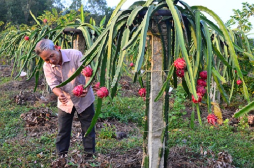 Kỹ thuật trồng cây Thanh Long ruột đỏ