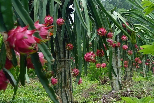 Kỹ thuật trồng cây Thanh Long ruột đỏ