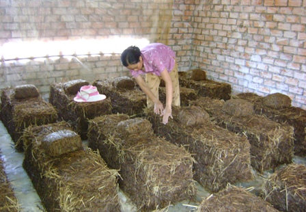 Kỹ thuật trồng nấm đòi hỏi người trồng phải thường xuyên theo dõi ẩm độ một cách cẩn thận.  