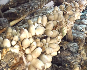 Kỹ thuật trồng nấm rơm nếu đúng quy trình sẽ cho người trồng nấm mau thu hoạch  và đạt kinh tế cao.