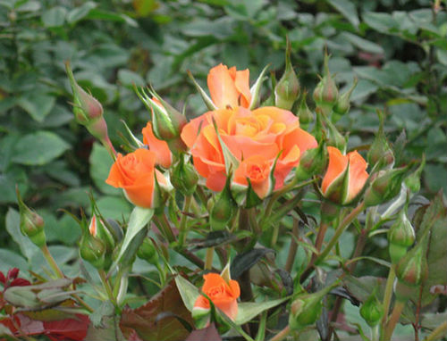  Kỹ thuật trồng và chăm sóc hoa hồng tỉ muội cho nhiều nụ và hoa không phải đơn giản. 