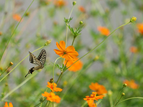 Để hoa cánh bướm luôn tuơi và cho nở quanh năm thì công đoạn bón thúc cực kỳ quan trọng.