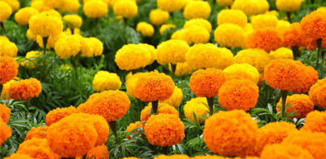 Hoa cúc vạn thọ có màu sắc đẹp được nhiều người thích trồng. 