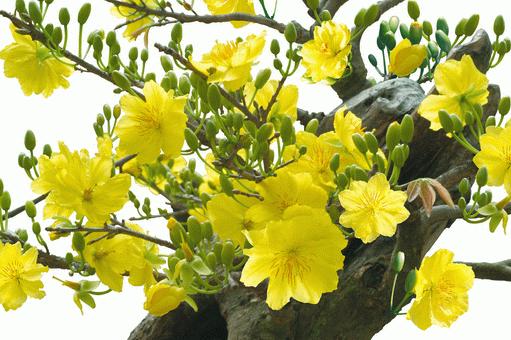  Mai vàng là biểu tượng của mùa Xuân ở các tỉnh phía Nam. 