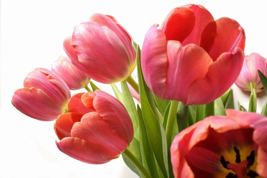 Hoa tulip có nguồn gốc từ Châu Âu, được trồng nhiều ở Hà Lan. Ảnh minh họa 