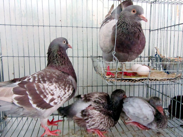 Kỹ thuật nuôi Chim bồ câu sinh sản, ấp trứng cần phải sát sao nếu không chim hay làm bể trứng. Ảnh minh họa Kỹ thuật nuôi Chim bồ câu sinh sản, ấp trứng cần phải sát sao nếu không chim hay làm bể trứng. Ảnh minh họa