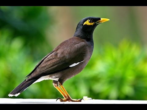 Chim sáo - Loài chim biết nói mang vẻ ngoài đa dạng