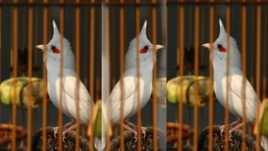 Chào Mào Farm- Trại chim chào mào đột biến sinh sản tại Bến Tre | Ben Tre