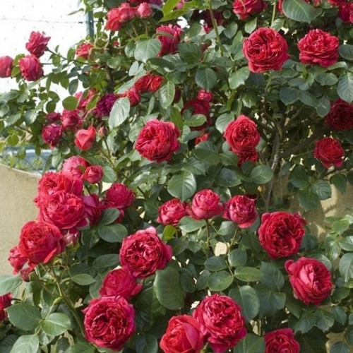 Red Eden là giống hồng có khả năng chịu được nhiệt và rất ưa nắng nên kỹ thuật trồng cây này không quá mất công chăm sóc. Ảnh minh họa  Nhiệt độ